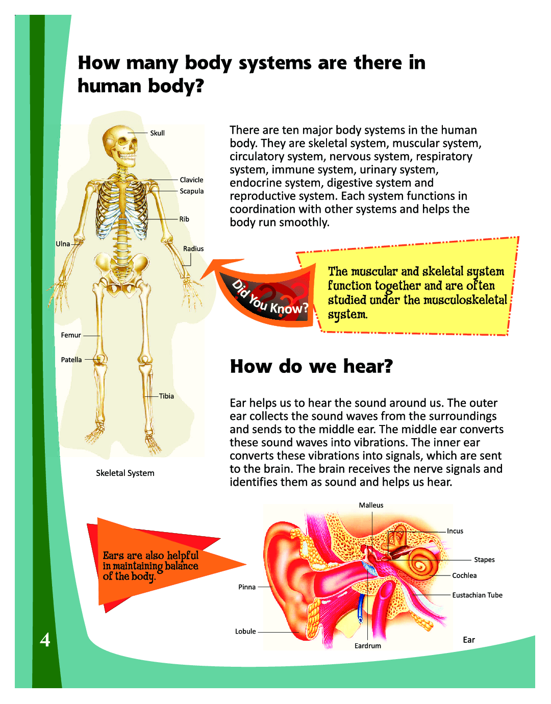 Download Questions & Answers Human Body PDF Online 2020 by BPI