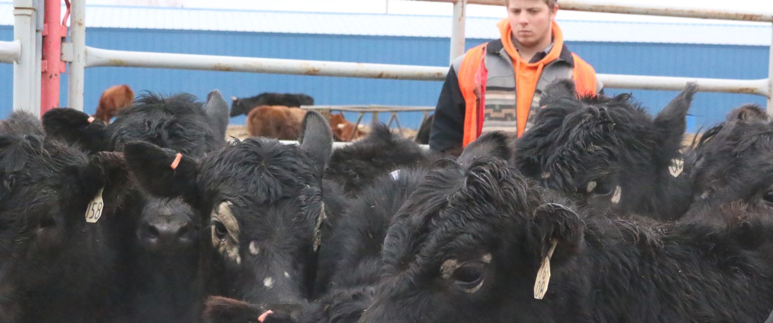 A.S. Livestock Management Industry