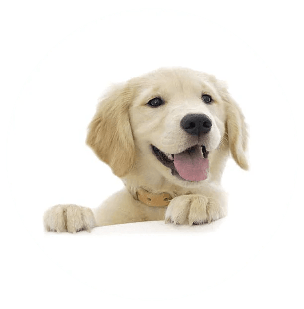 Life's Ruff Dog training Home