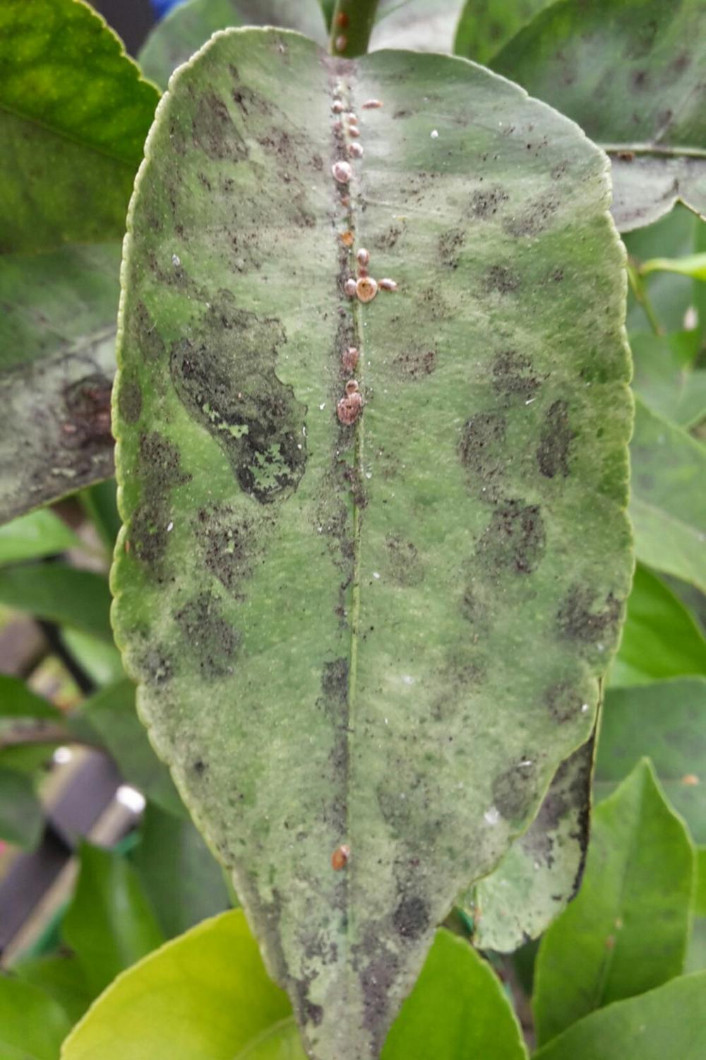 SOOTY MOLD, COCONUT PALM MALDIVES