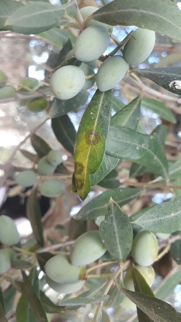 Olive Leaf Spot Pests & Diseases