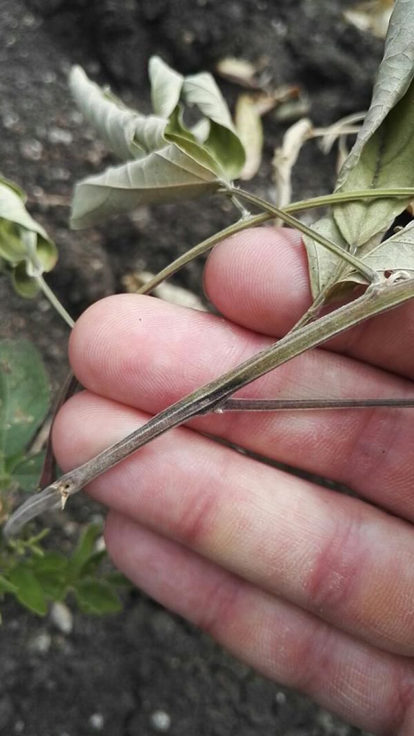 Stem Rot of Pigeonpea Pests & Diseases