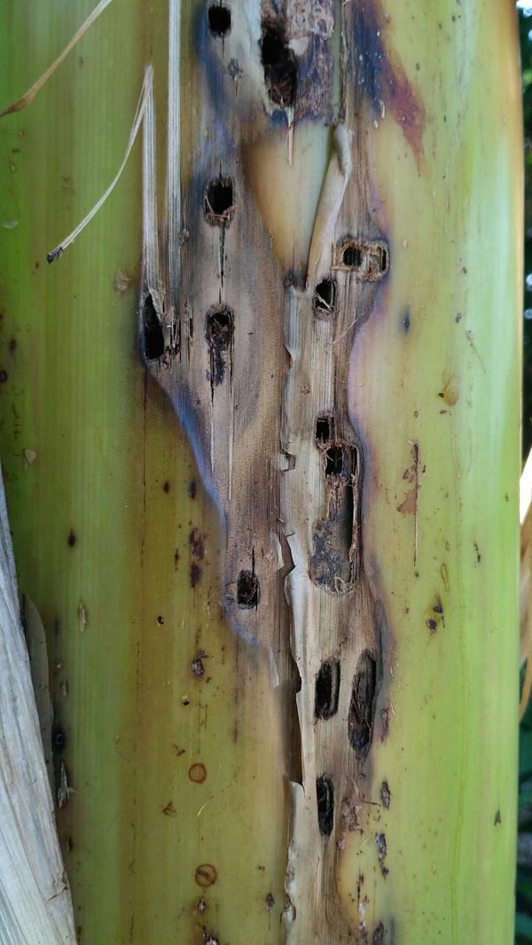 Pseudostem Weevil Pests & Diseases