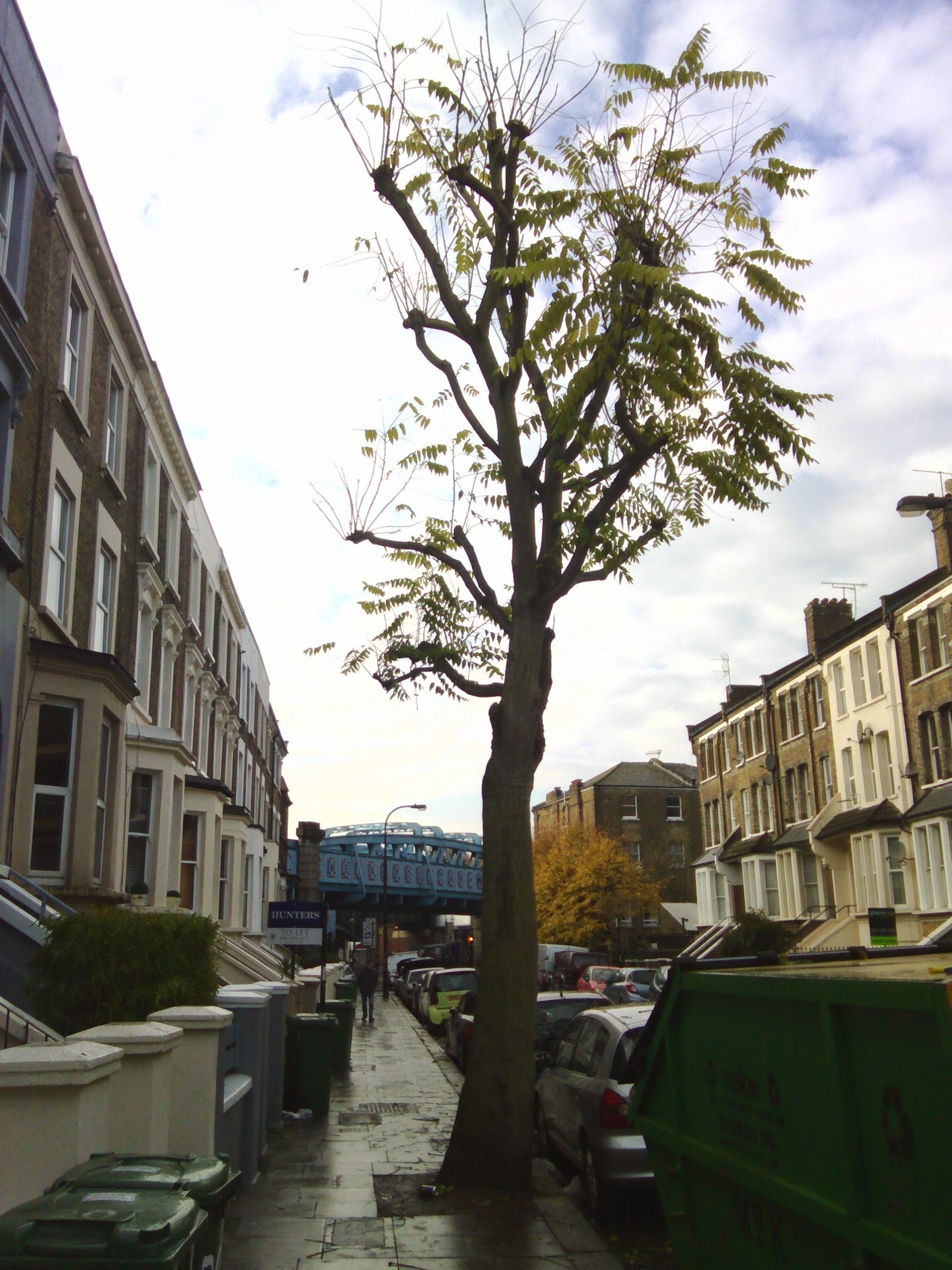 Taking action to tackle tree related subsidence in Camden