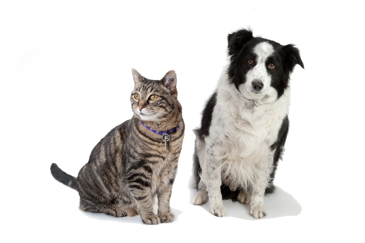 The City of Calgary launching review of Responsible Pet Ownership bylaw