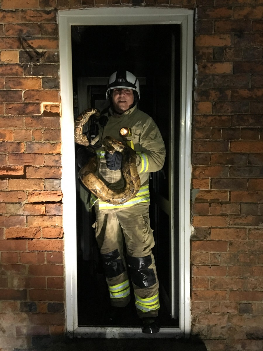 Snakes alive as around 100 reptiles rescued from Banbury house fire