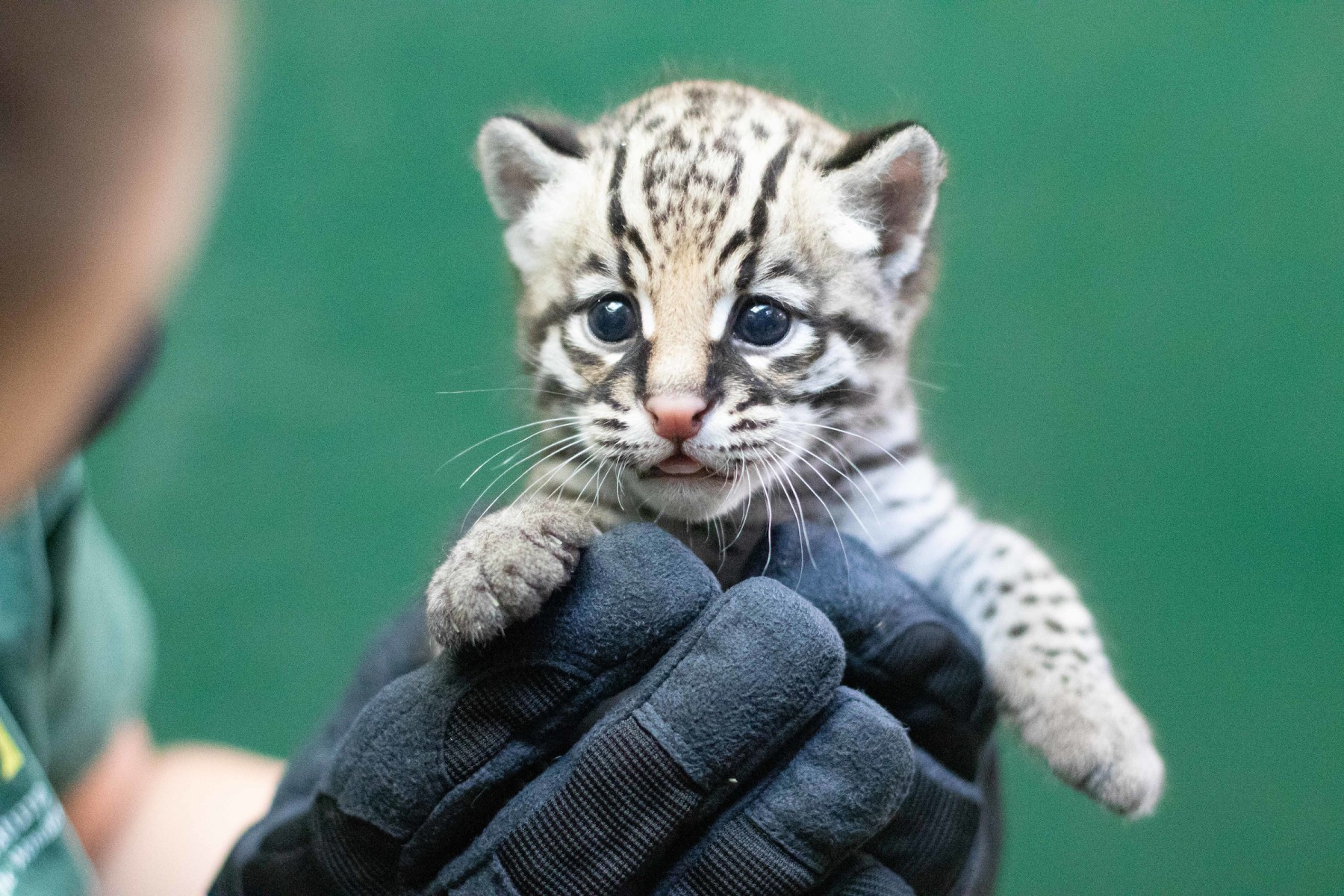 Rare Ocelot Kitten Born at Audubon Zoo