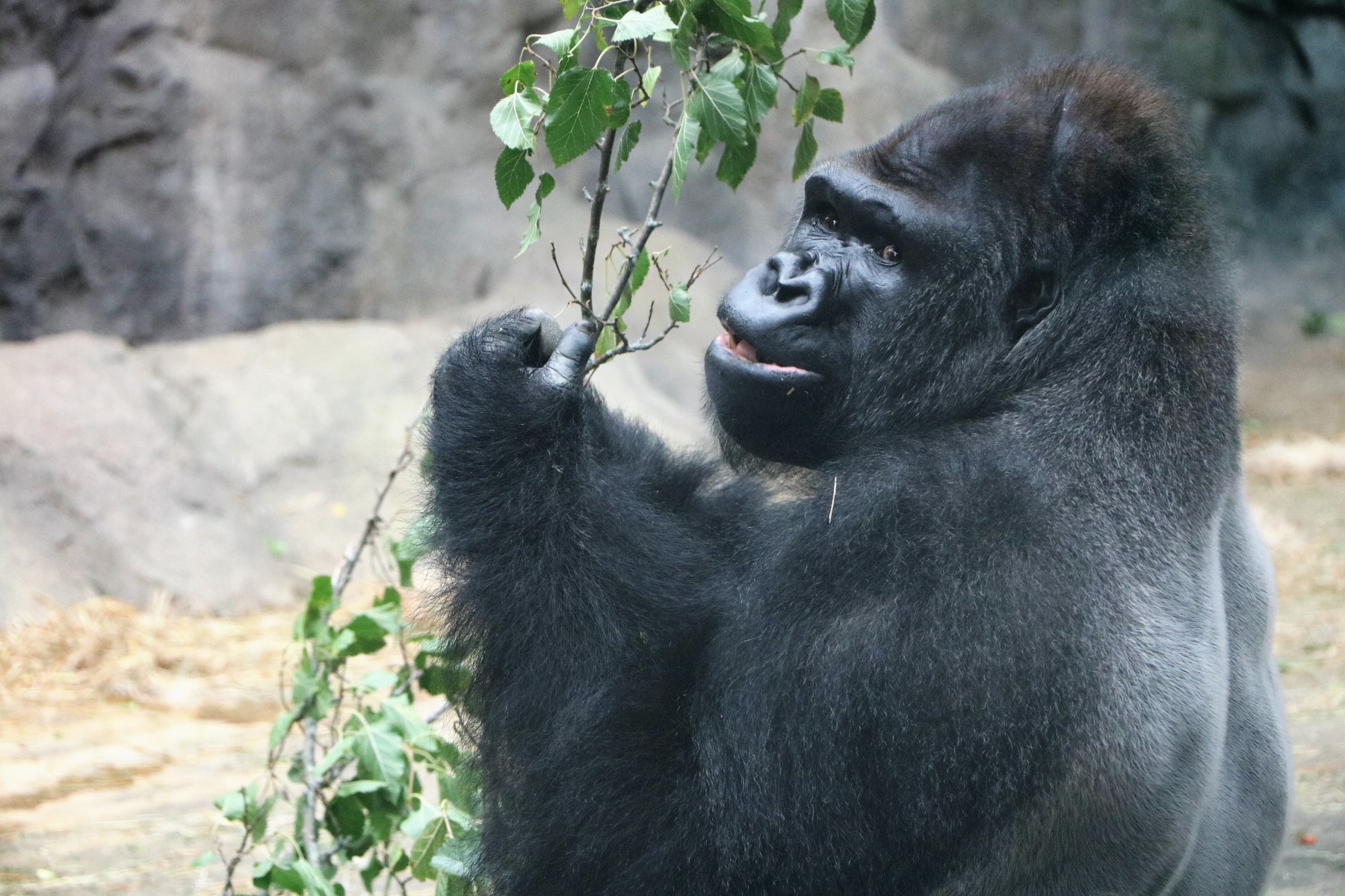 New Silverback Gorilla Settling In Behind the Scenes At Audubon Zoo