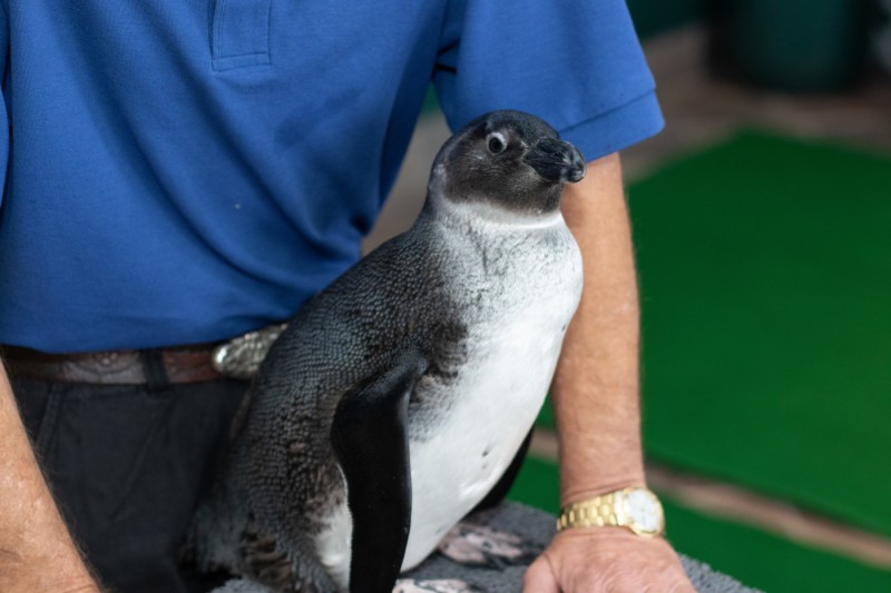 Audubon Aquarium’s Backstage Penguin Pass Returns