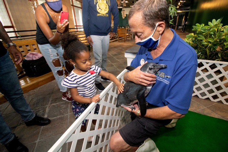 Audubon Aquarium’s Backstage Penguin Pass Returns