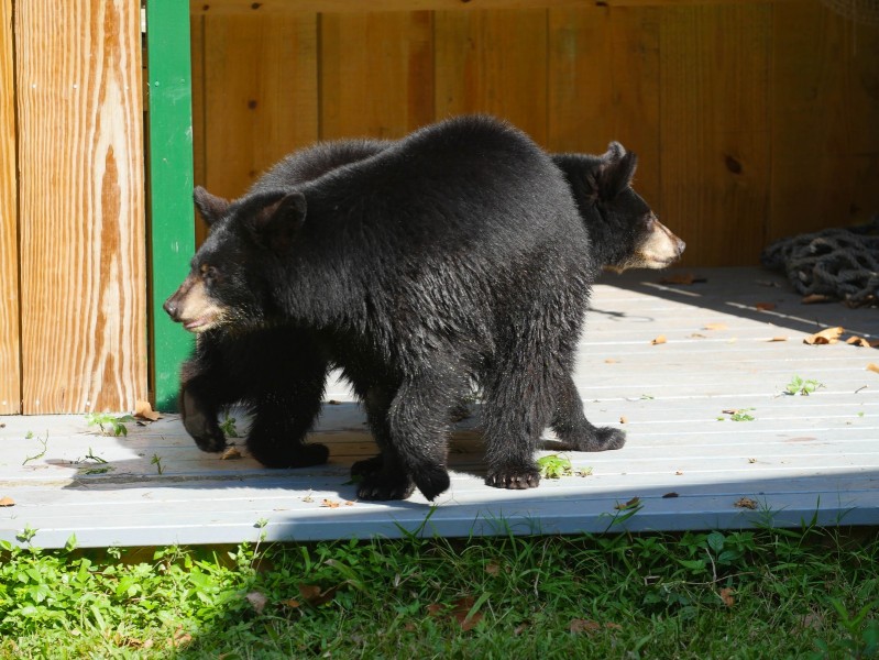 Audubon Zoo's Three Bear Cubs Enjoy New Home