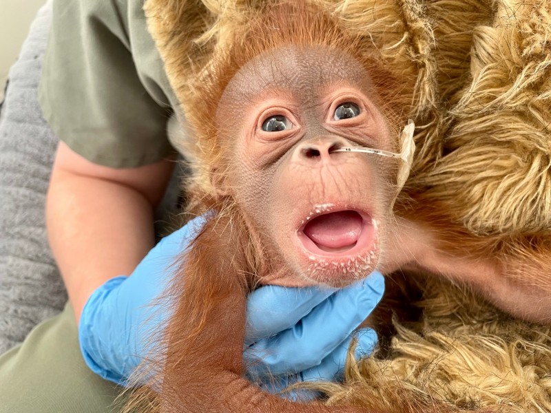 Critically Endangered Orangutan Gives Birth at Audubon Zoo