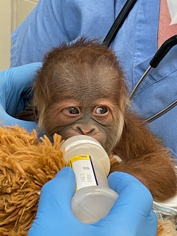 Critically Endangered Orangutan Gives Birth at Audubon Zoo