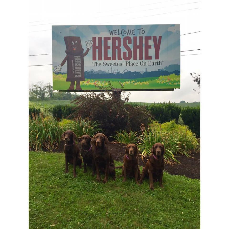 Celebrate National Dog Day in Hershey The Sweetest Place On Earth