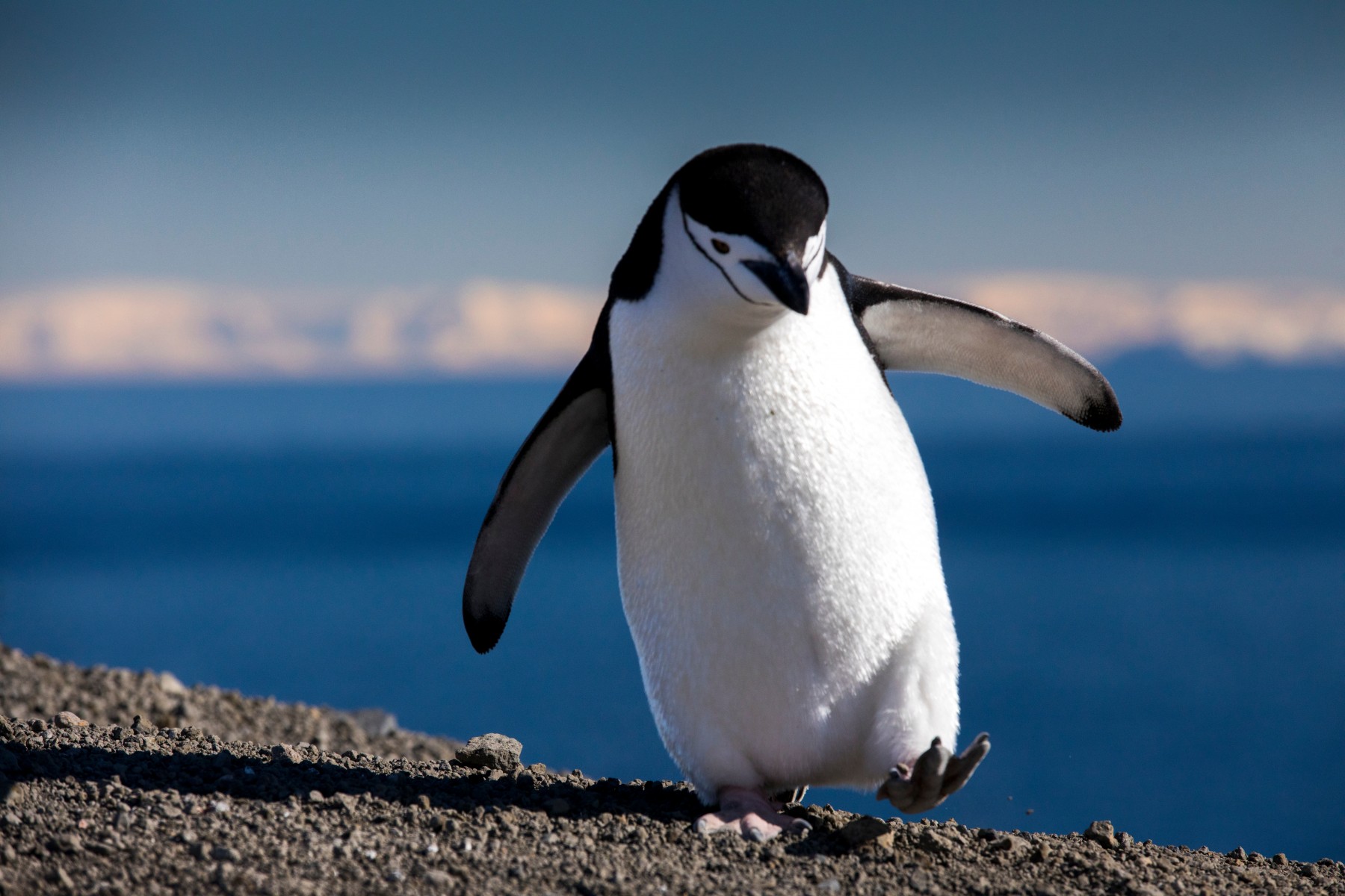 Take it Slow on the Ice Walk Like a Penguin
