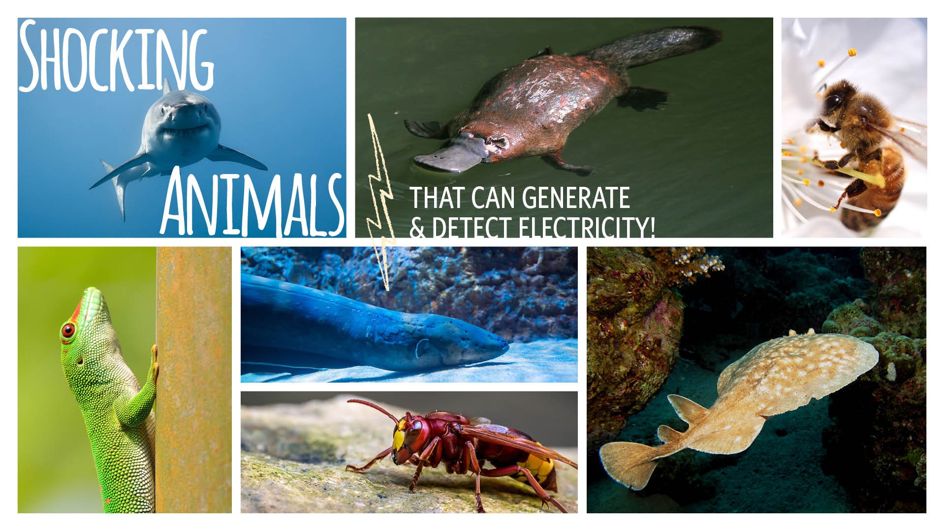 Shocking Animals That Can Generate And Detect Electricity