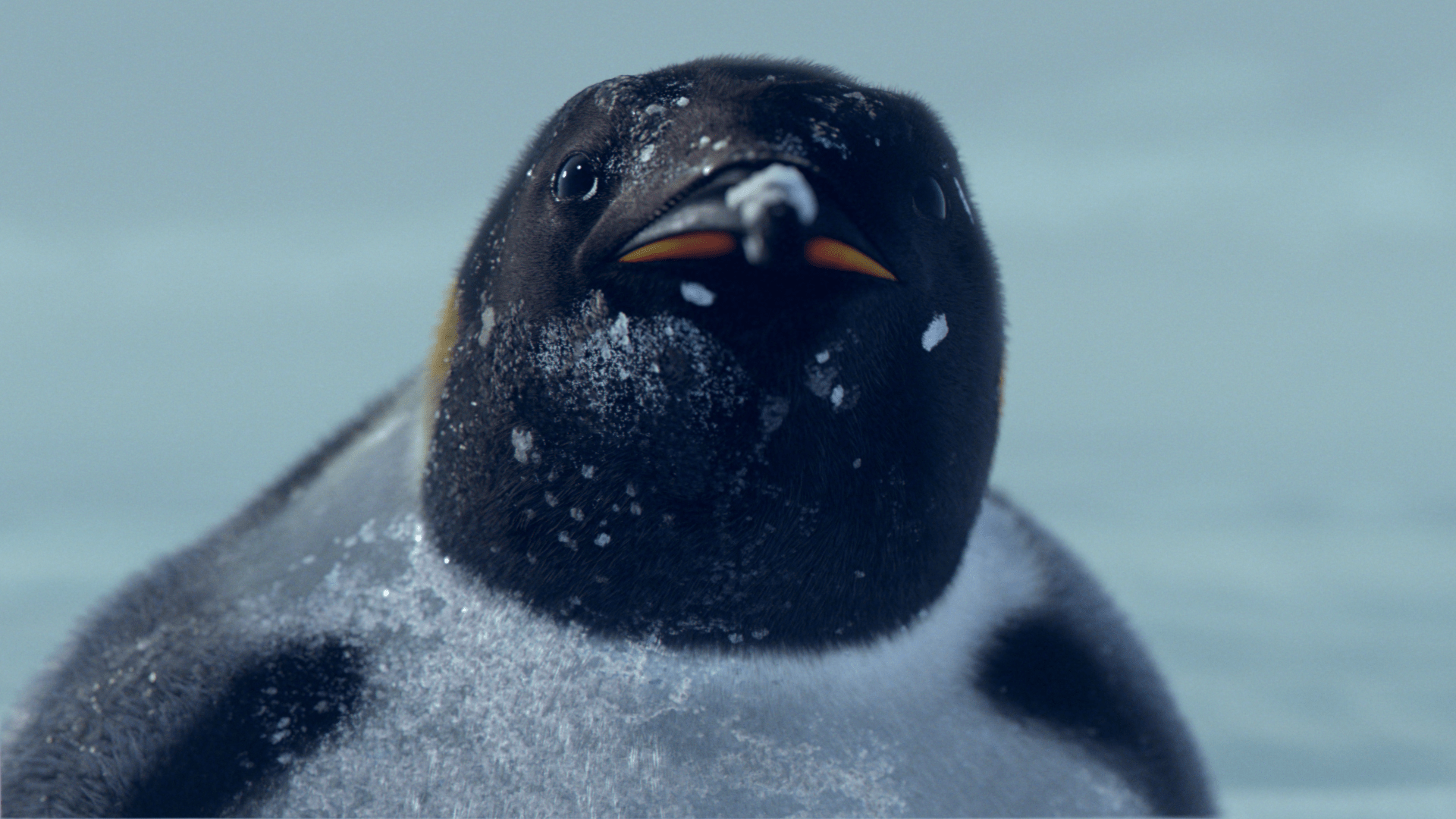 Members First Bupa launches new Health Insurance Campaign