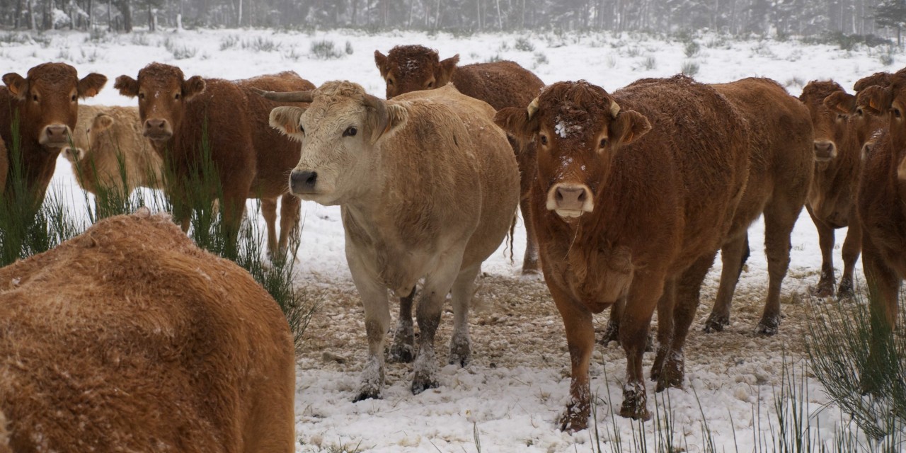 Cattle delayed a weekend before slaughter produce lowergrade meat