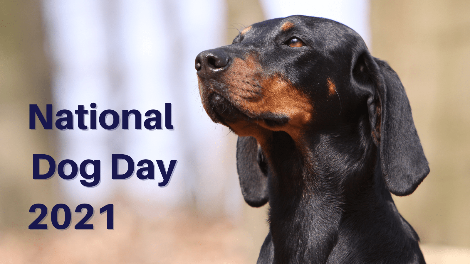 Old Drum, Missouri’s official historic dog