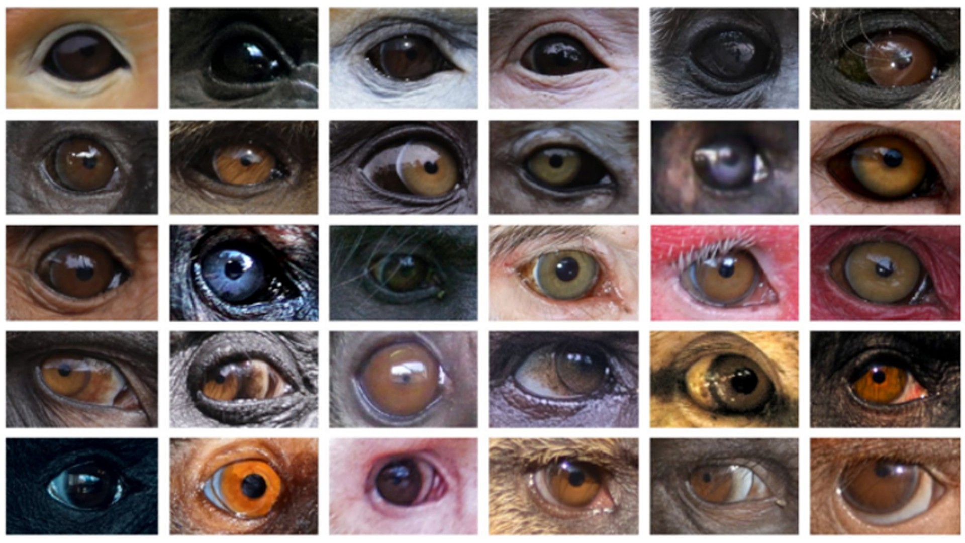 NUS study addresses the causes of eye colour variation in primates