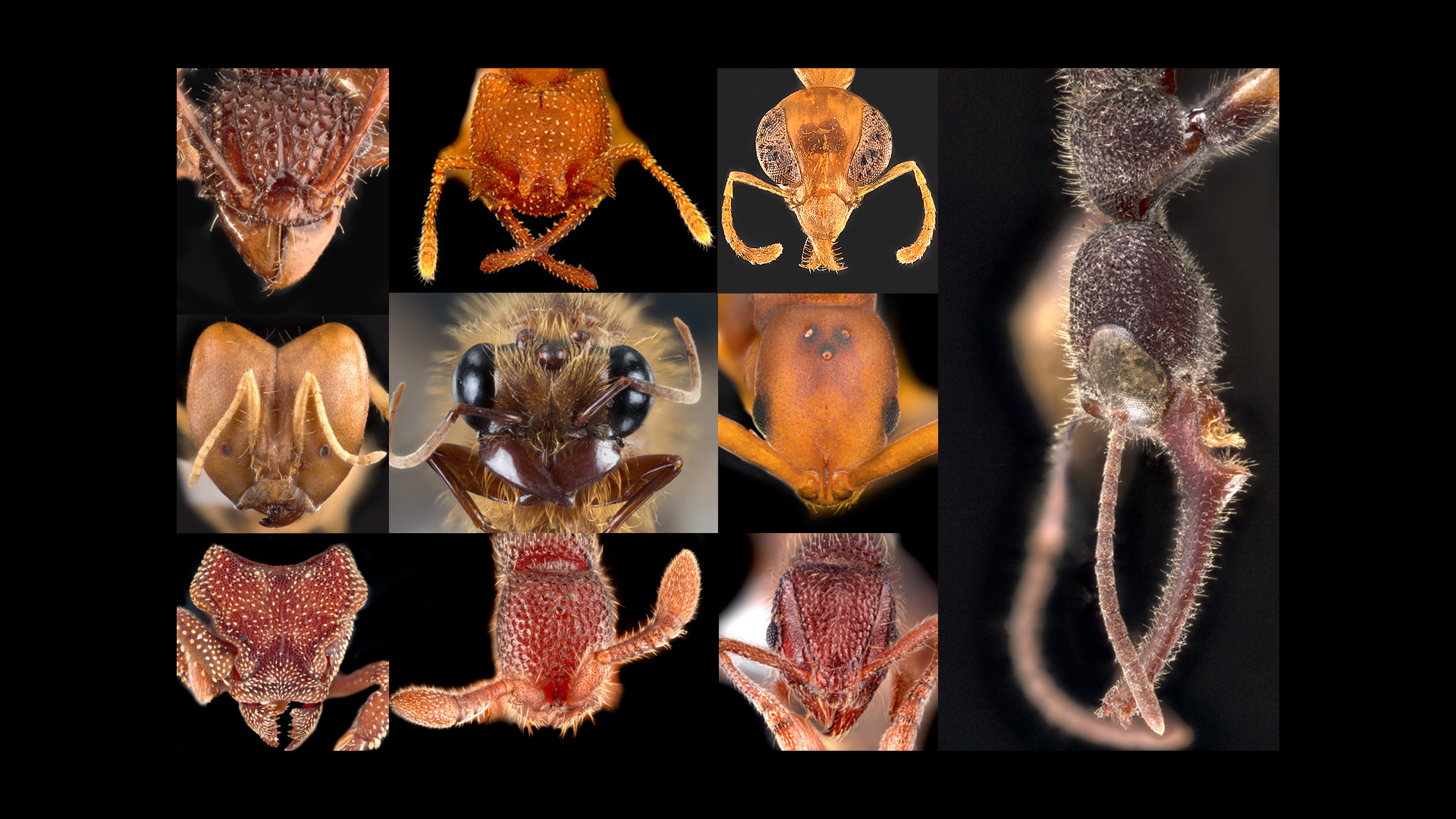 NUS scientists uncover 121 new records of ants in Singapore, bringing the nation’s ant diversity