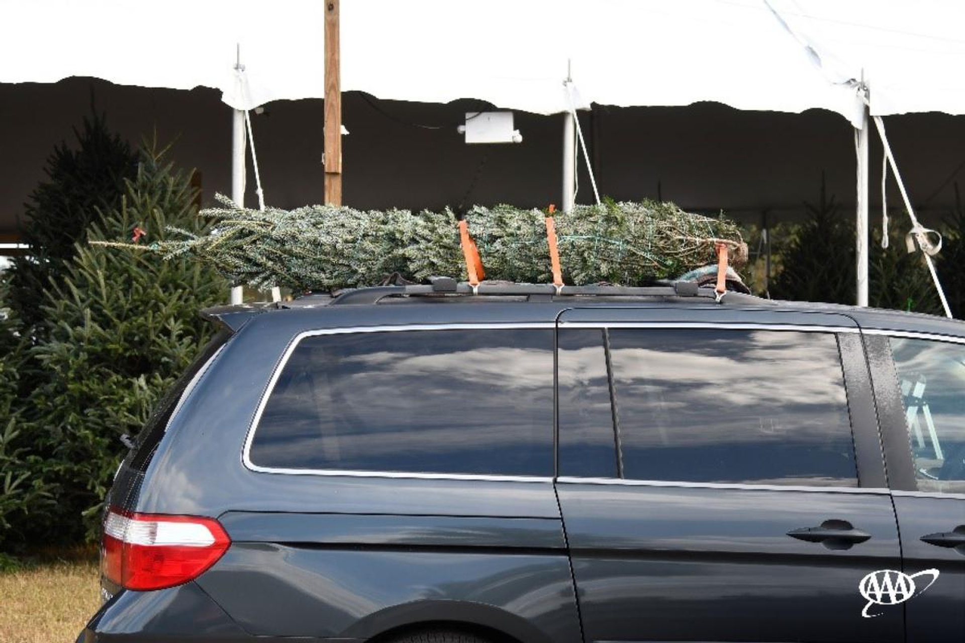 Safely Transporting Christmas Trees