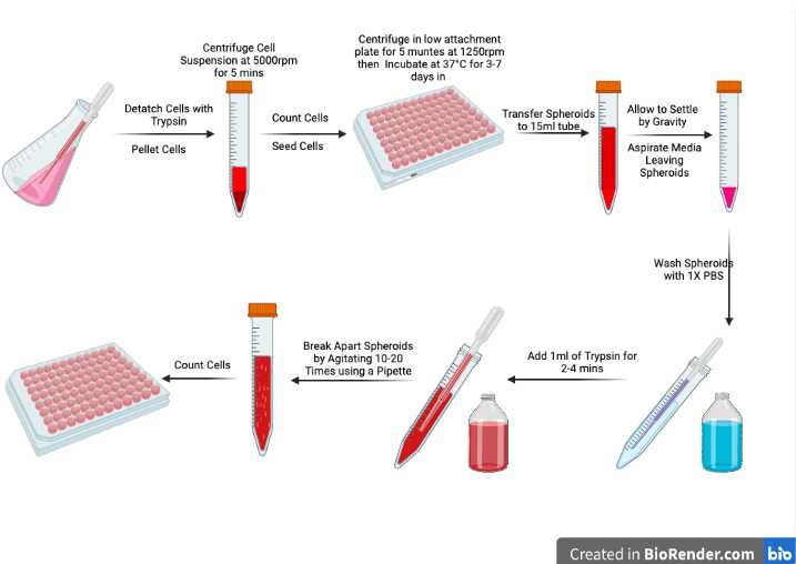 U251MG Spheroid generation using low attachment plate method protocol