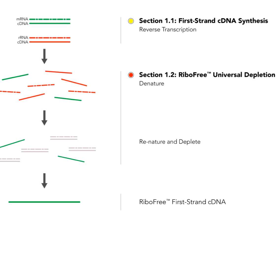 Ribosomal RNA Depletion and cDNA Synthesis