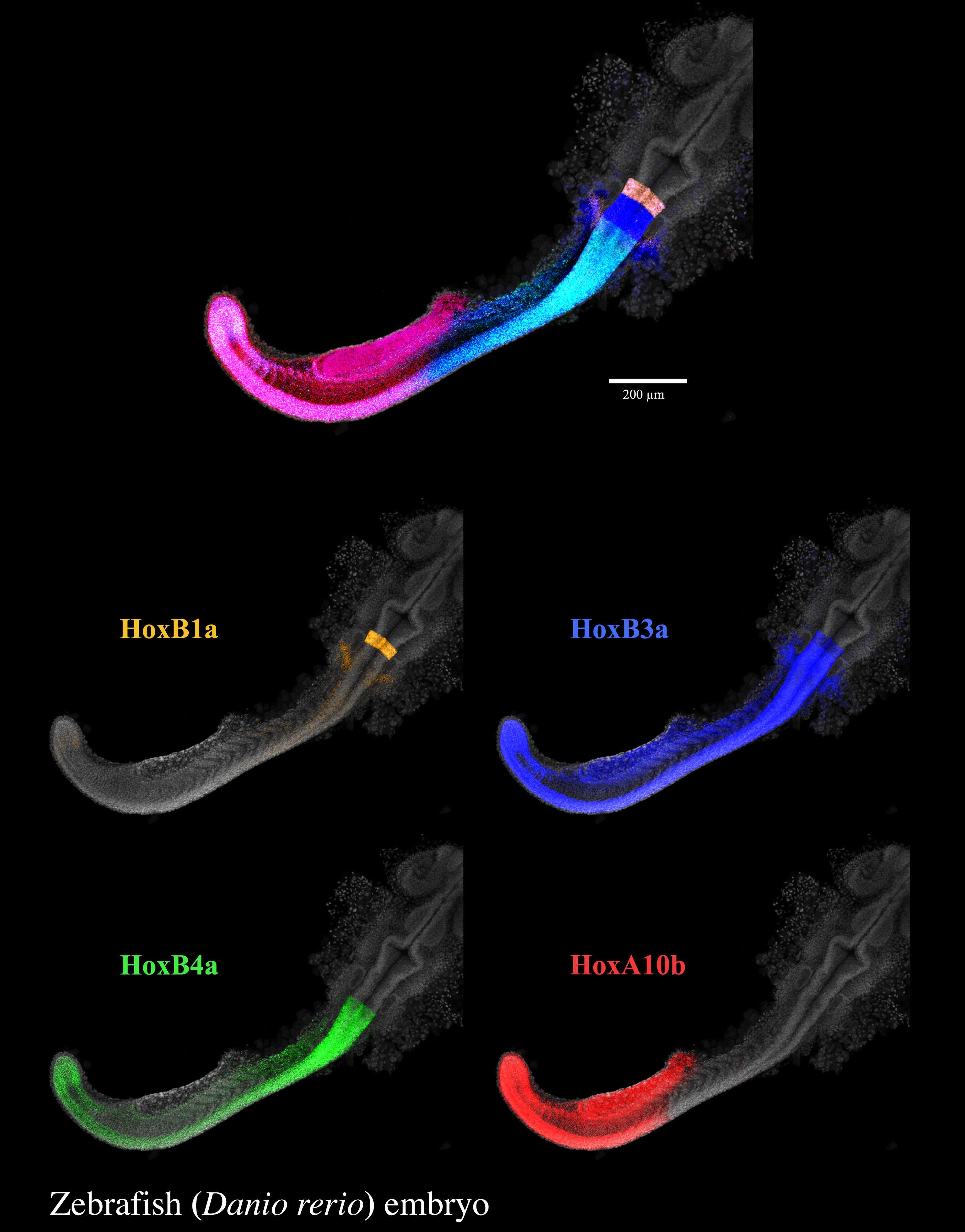 Hybridization Chain Reaction (HCR) In Situ Protocol