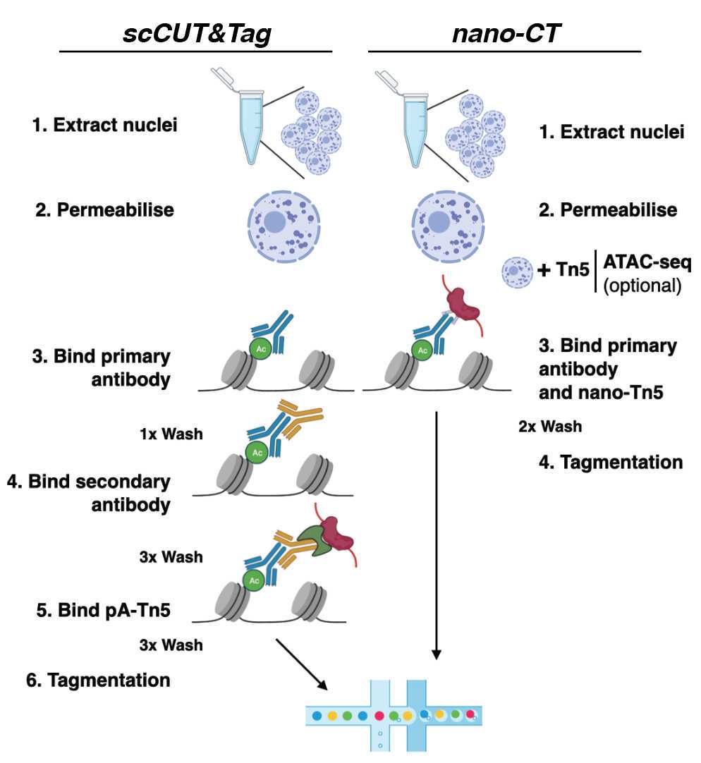 NanoCUT&Tag for multimodal profiling of the chromatin