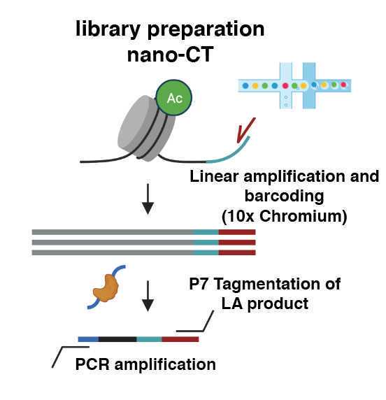 NanoCUT&Tag for multimodal profiling of the chromatin