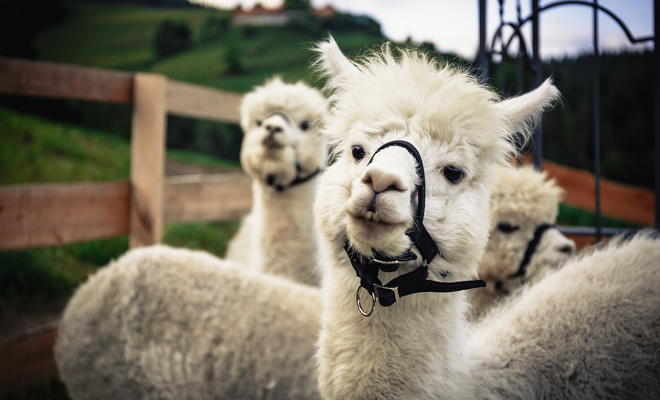 Alpacas Hill SelectBOX