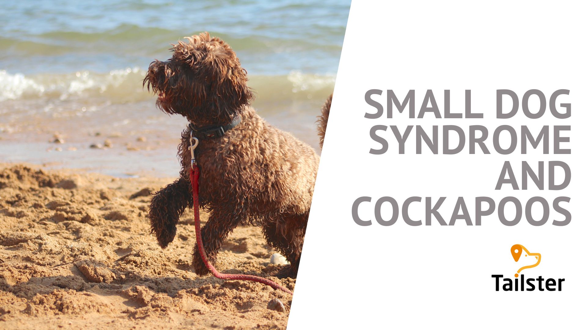 Small Dog Syndrome And Cockapoos