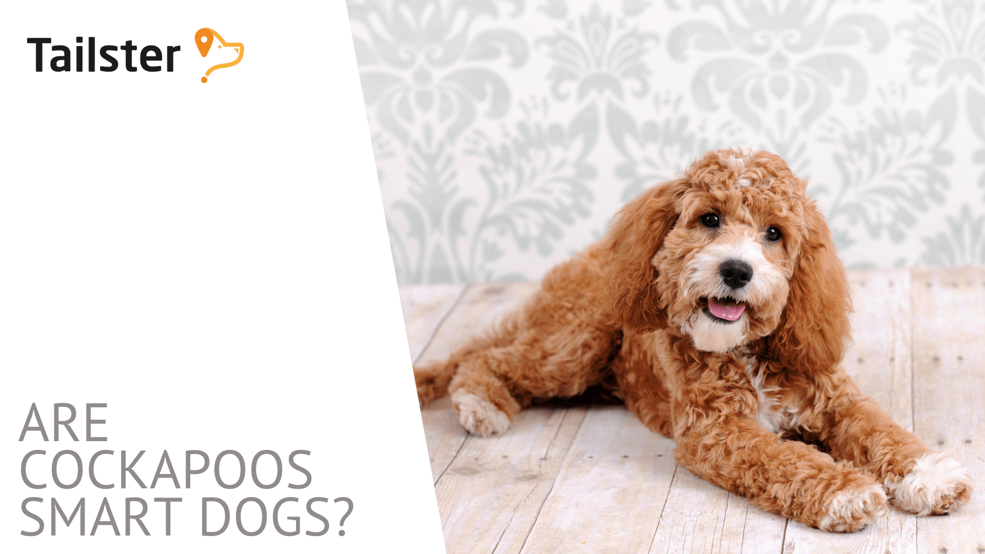 How Intelligent Is A Cockapoo