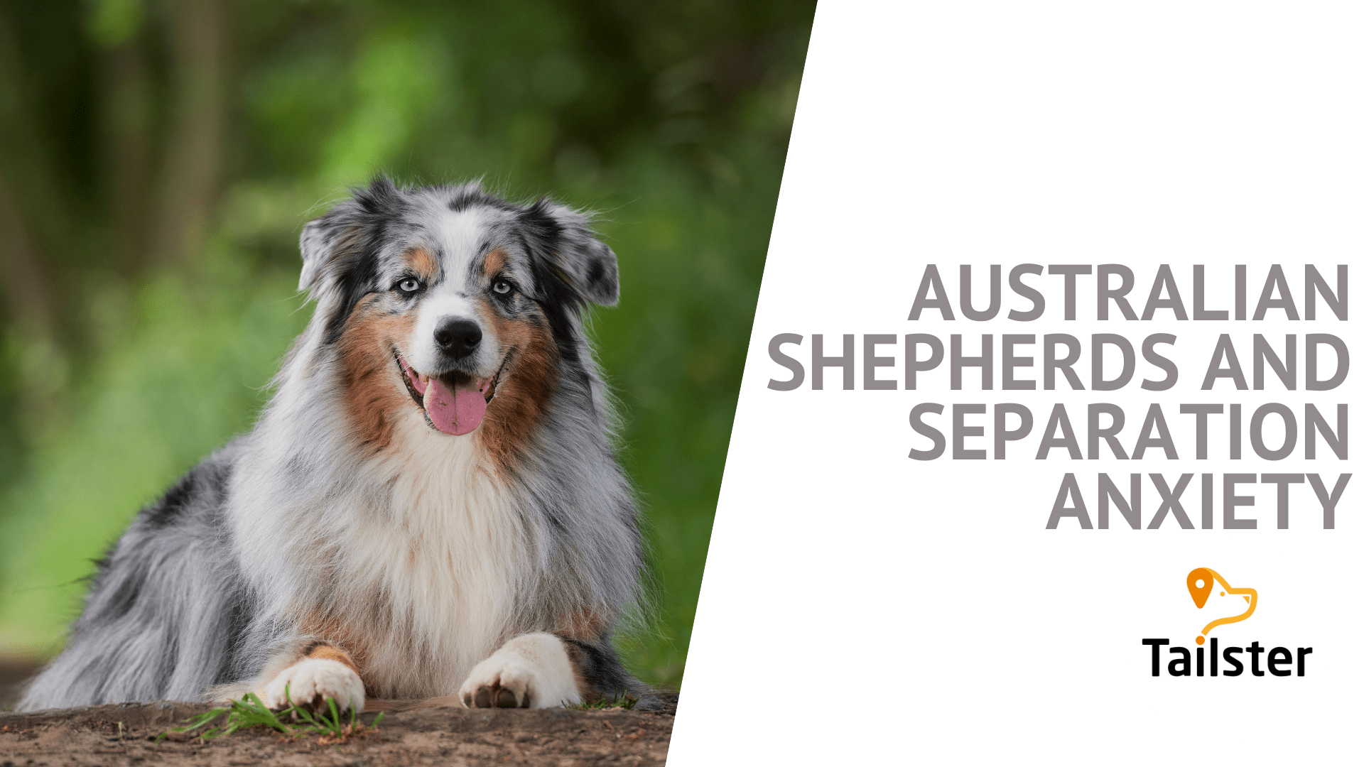 How To Calm An Anxious Australian Shepherd at Eleanor Welch blog