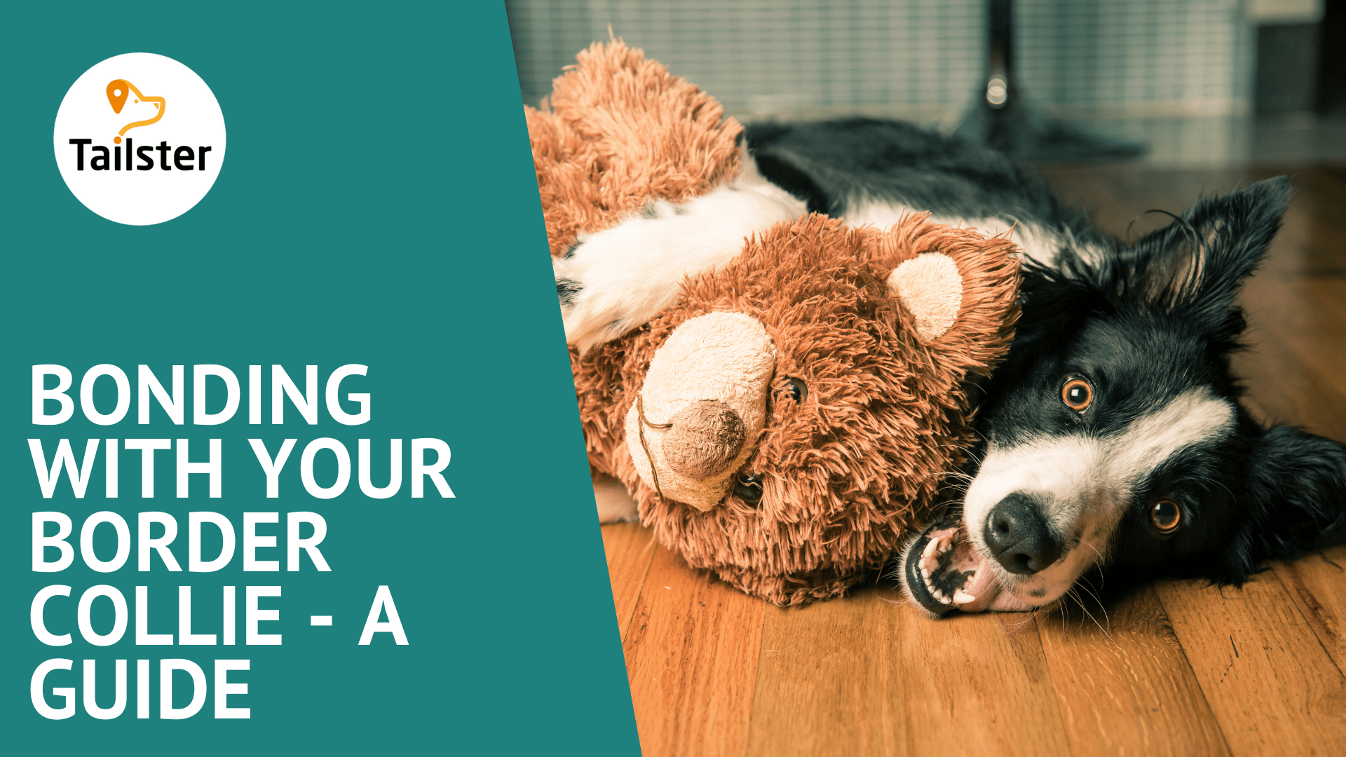Bonding With Your Border Collie A Guide