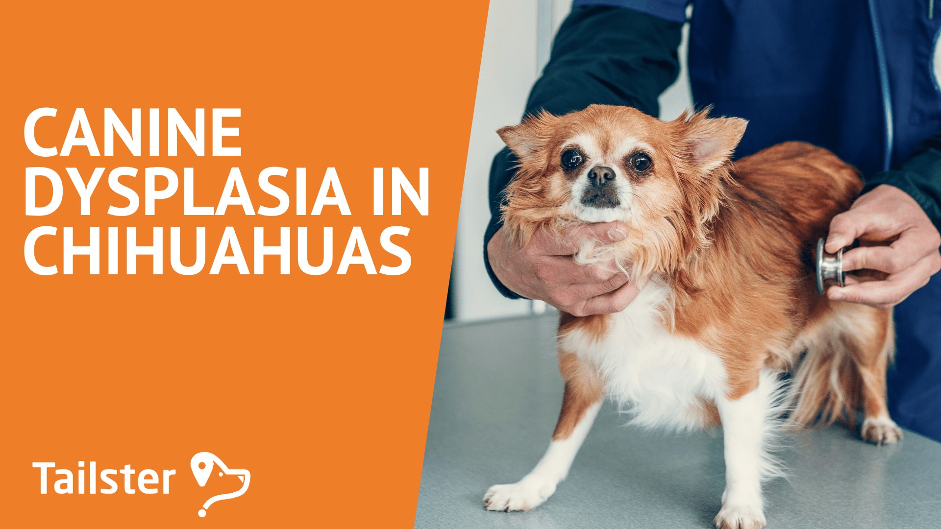 Canine Dysplasia In Chihuahuas