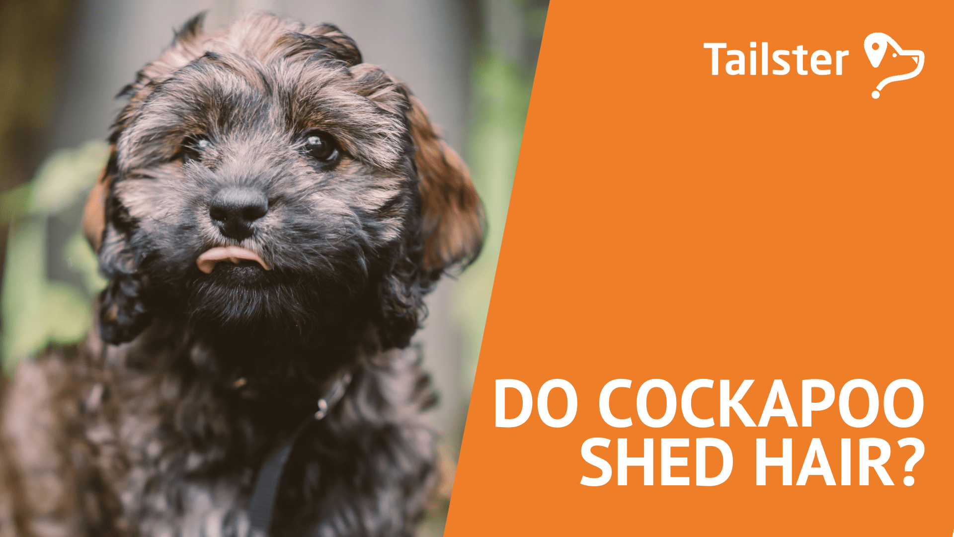 Do Cockapoo Shed Hair?