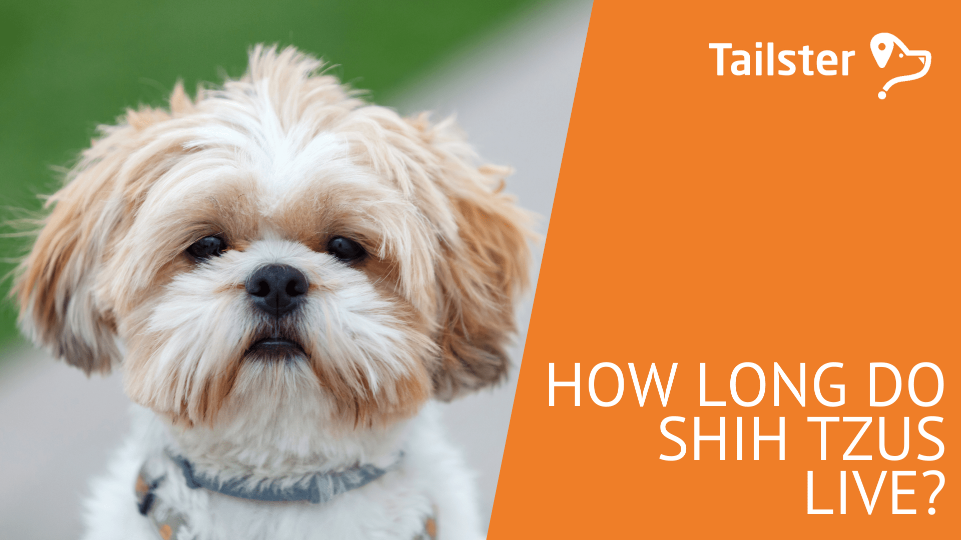 How Long Do Shih Tzus Live?