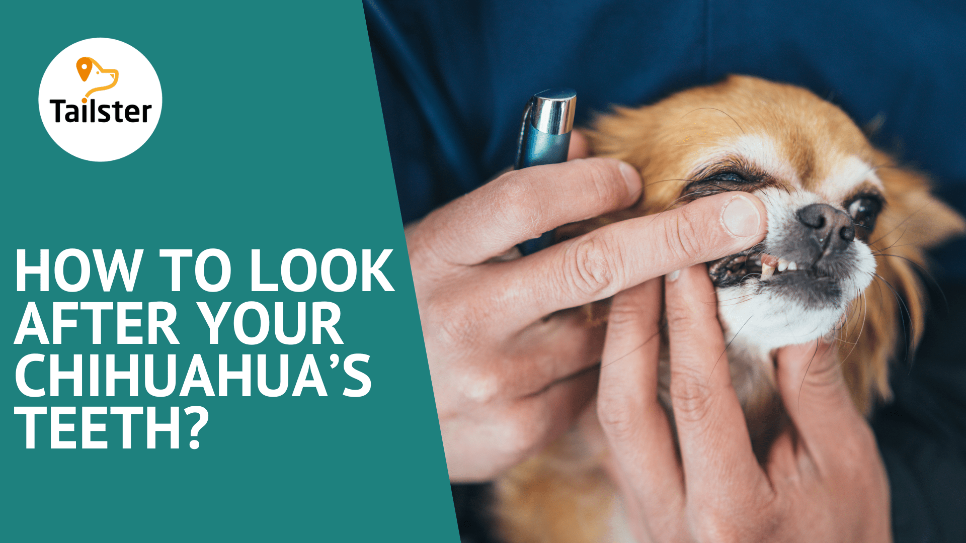 How To Look After Your Chihuahua’s Teeth?