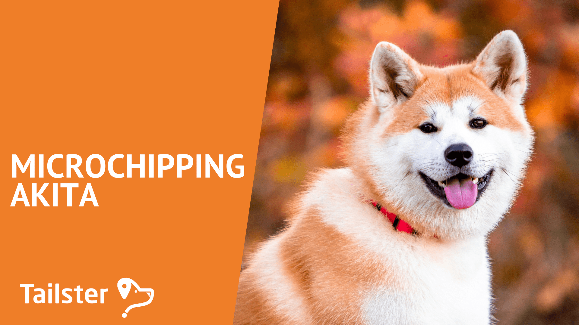 Do Breeders Have To Microchip Puppies