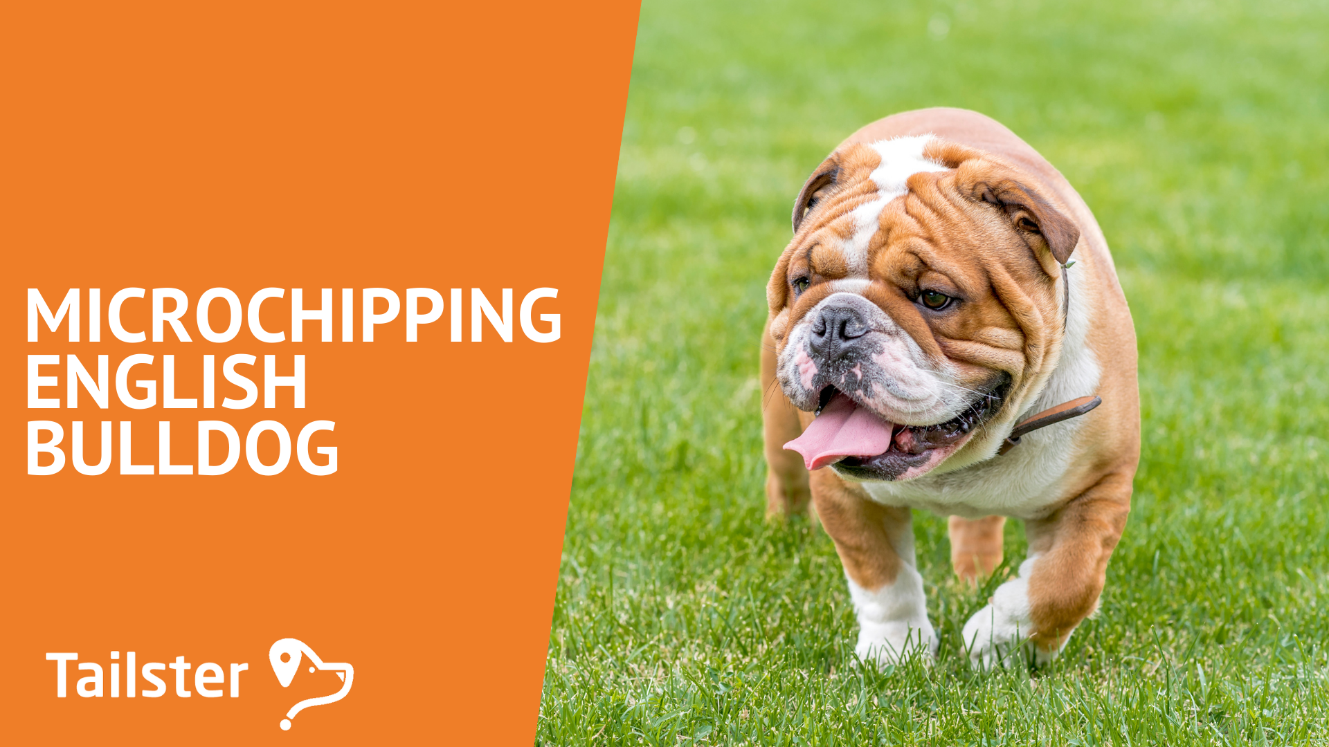 Everything You Need To Know About Microchipping Your English Bulldog