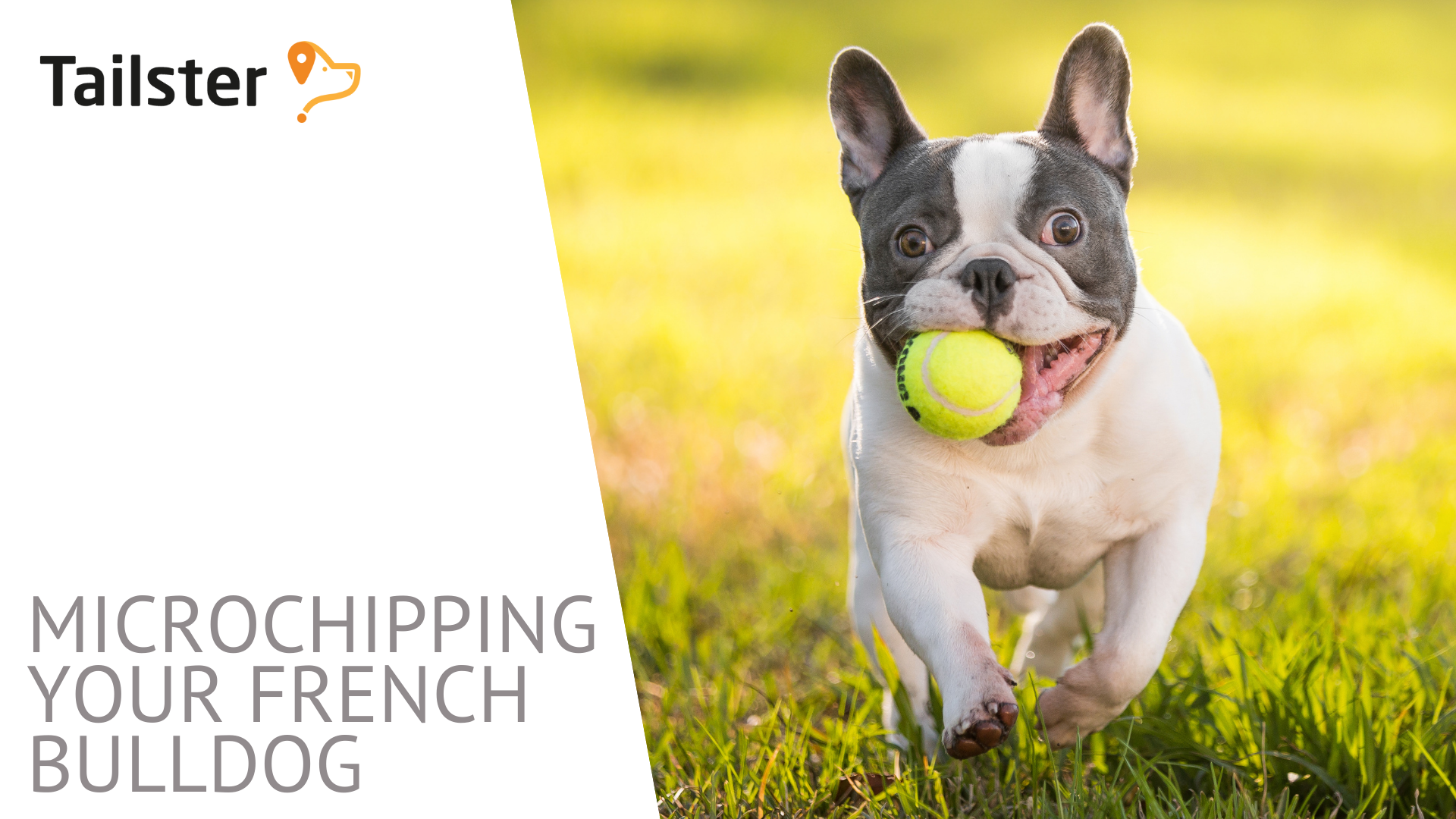 Microchipping And Your French Bulldog A Guide
