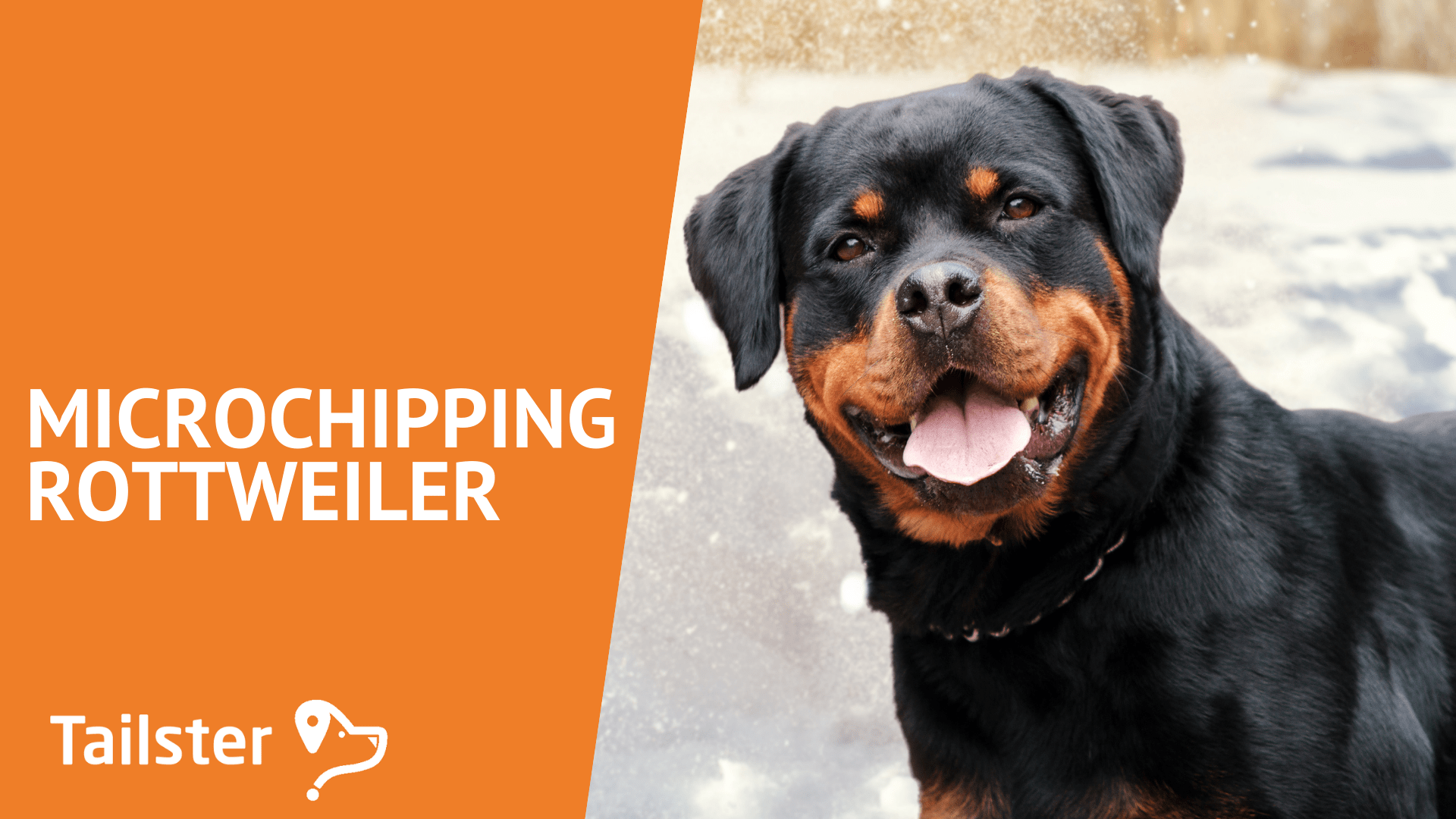 How Much Does It Cost To Neuter A Rottweiler