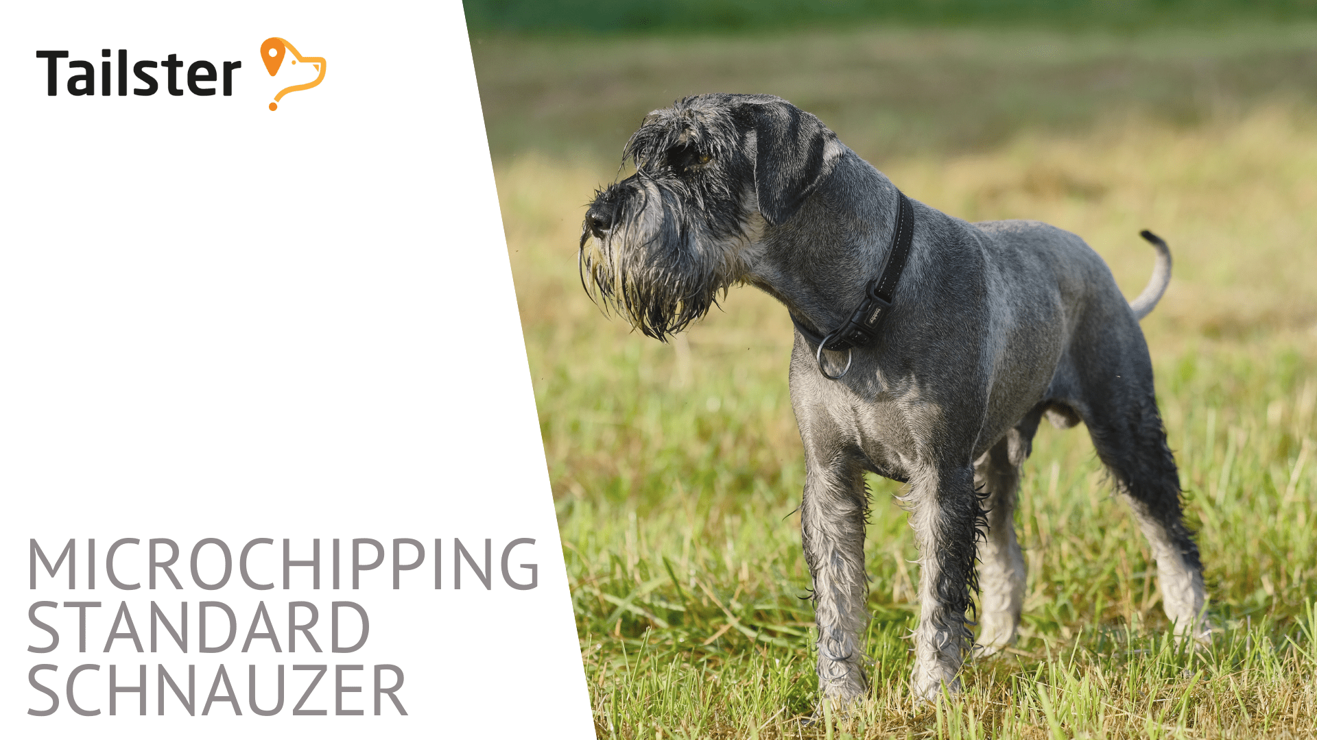 Best Ways To Exercise Your Standard Schnauzer