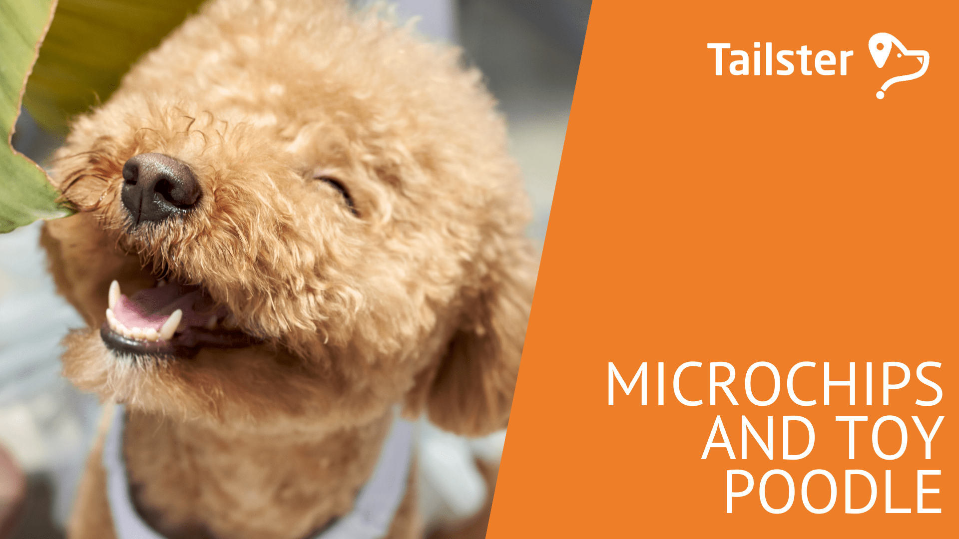 Do Breeders Have To Microchip Puppies