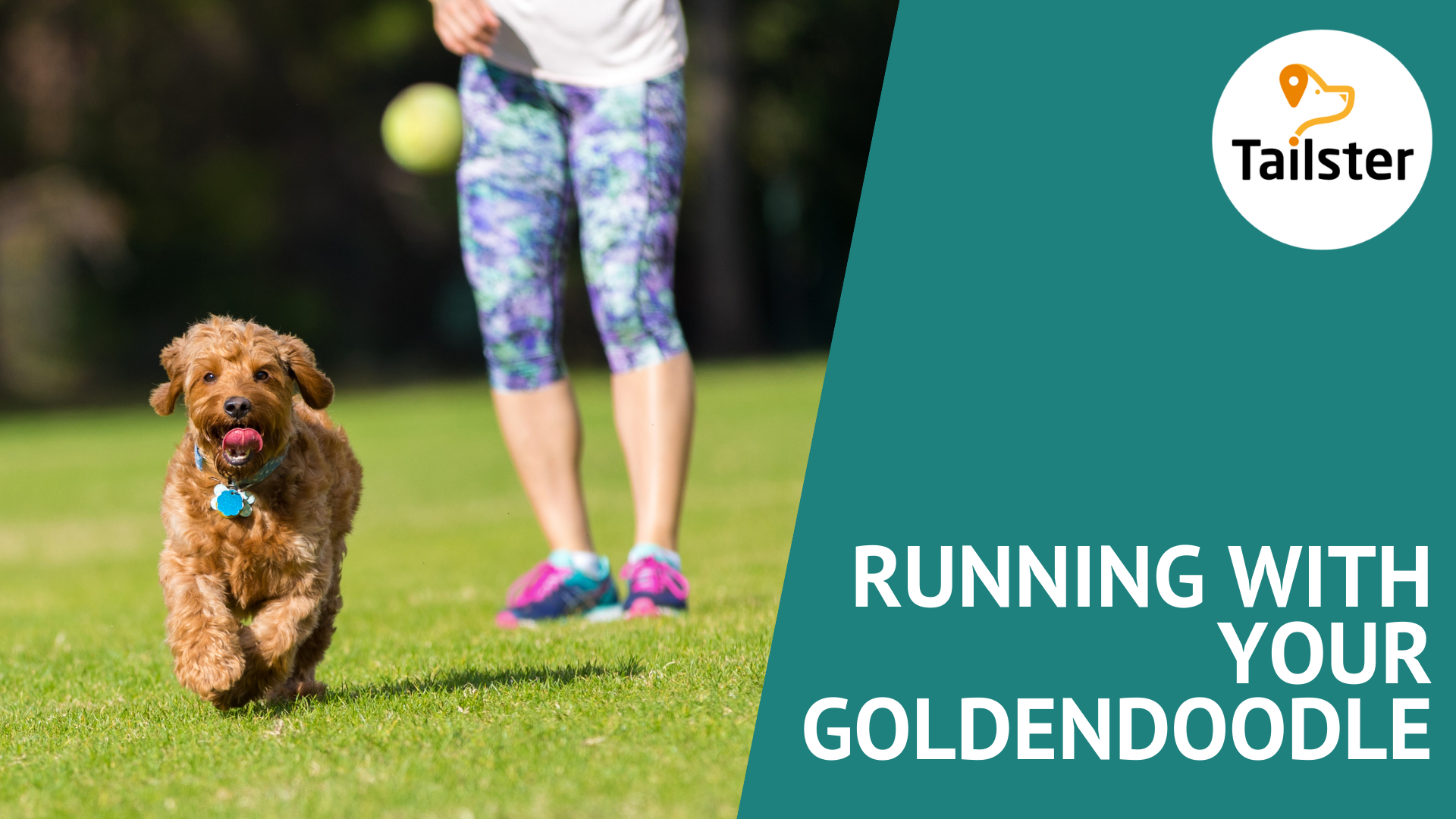 Running With Your Goldendoodle