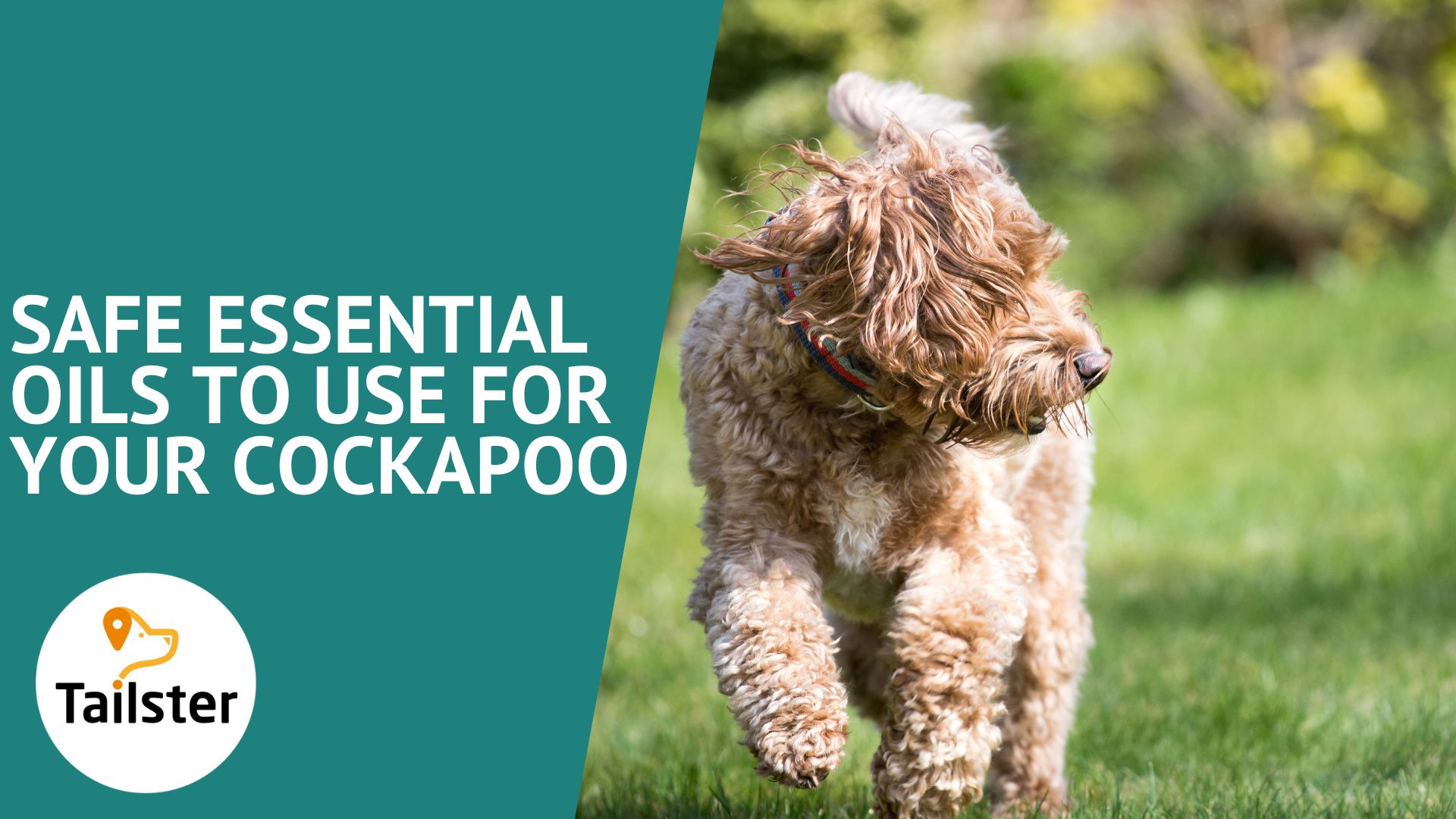 Safe Essential Oils To Use For Your Cockapoo