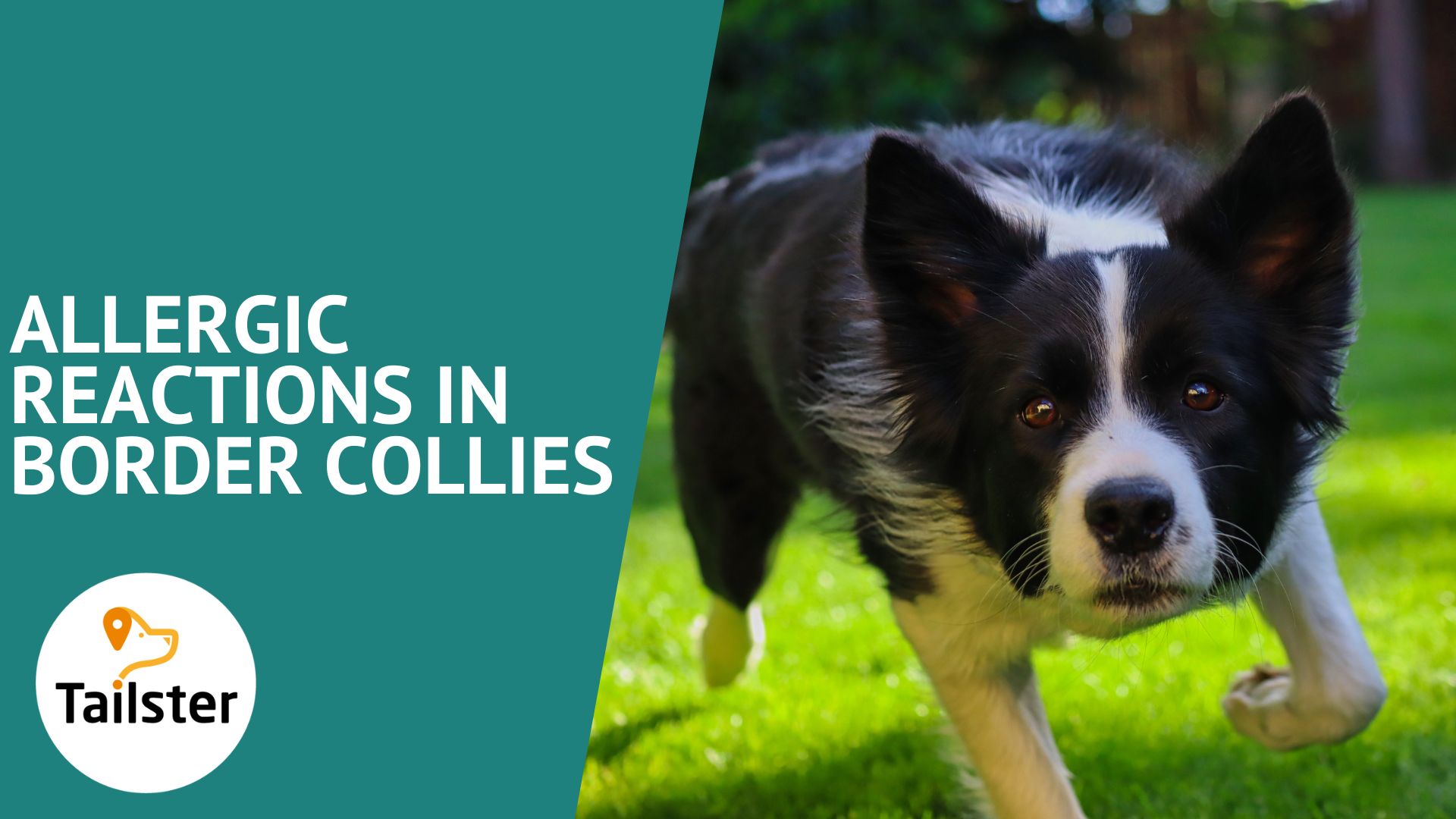 Allergic Reactions In Border Collies