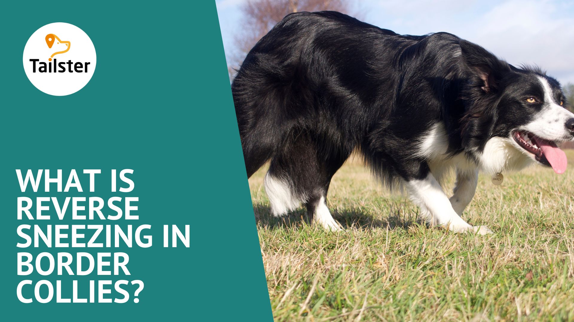 What Is Reverse Sneezing In Border Collies?